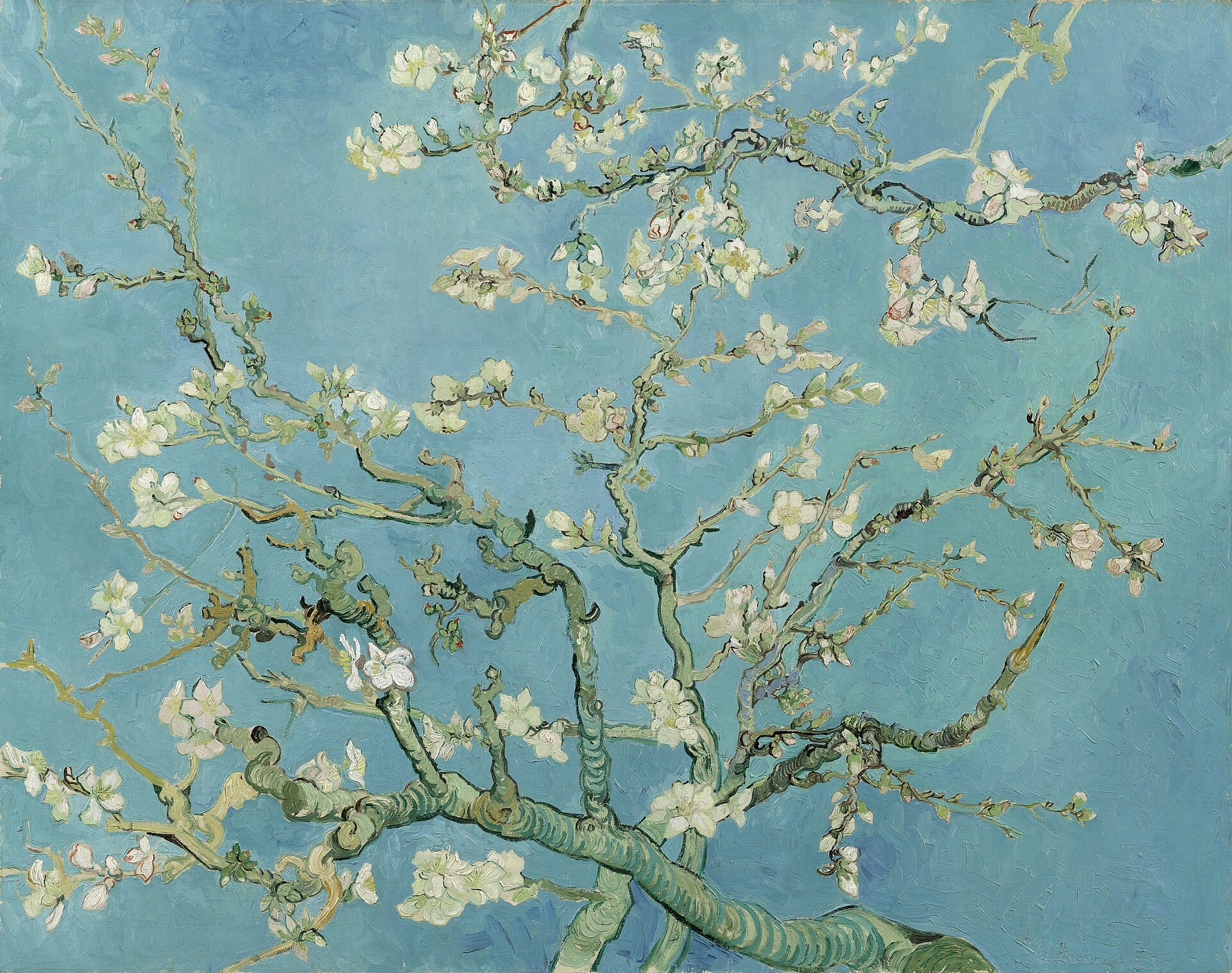 Almond Blossom Branch Morning Blooming - Wall Art by Fir Gallery